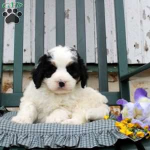 Calix, Mini Bernedoodle Puppy